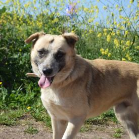 Associaçao Canina da Fonte Do Lobo