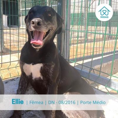Ellie