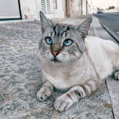 Gandalf